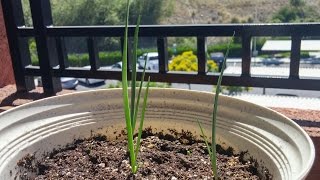 Growing Joshua Trees from Seeds Days 3548 [upl. by Roarke]