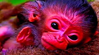 Action Adorable BABY Monkey playing very happy [upl. by Onyx979]