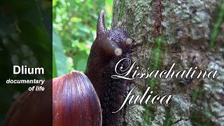 Giant African snail Lissachatina fulica  part 2 [upl. by Aierbma605]