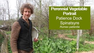 Perennial vegetable profile Patience Dock [upl. by Enitsirhc]