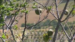 Growing Cherimoyas in California  Unique Fruit [upl. by Melisa869]