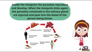 How does Mosquito spread Malaria [upl. by Ahsiemal860]