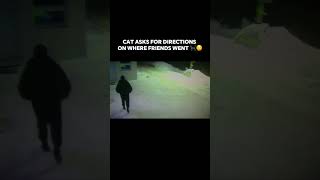 Cat asks for directions on where friends went trending bruh subscribe cat cats memes meme [upl. by Arber]