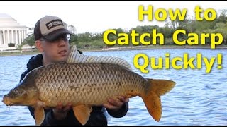 How to catch carp quickly  Fishing for carp with pack bait [upl. by Vivyanne]