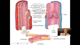 Blood Vessels and Hemodynamics Part 1 [upl. by Anirdna]