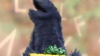 Sesame Street  Cookie’s Letter of the Day O 22 [upl. by Oalsinatse442]