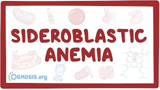 Sideroblastic anemia  causes symptoms diagnosis treatment pathology [upl. by Aizan]