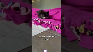 Don’t kiss your cat cats cuteecats funny funncats [upl. by Araiek]