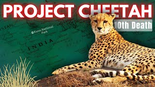 Why CHEETAHS are DYING in India Failure or Propoganda [upl. by Eerised]