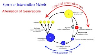 تقسیم سلولی مایوزیس یا میوز Meiosis [upl. by Sancha]