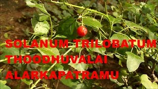 PLANT Solanum trilobatum  Thoodhuvalai  Alarkapatramu [upl. by Nowad]