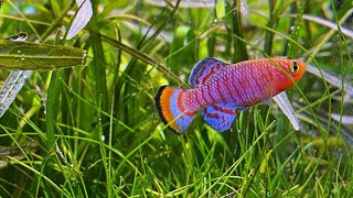 Ikan Hias Killifish Nothobranchius rachovii [upl. by Jaco]