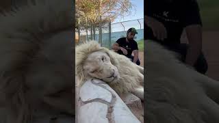 The white lion and his owner Jassim Ali [upl. by Peednas]