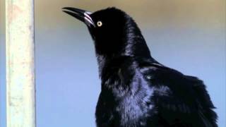 GREATTAILED GRACKLE CALLS [upl. by Sacttler]