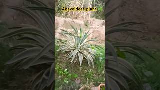 agavoideae plant  music flute bgm agavoides song gardengreensmusic [upl. by Annaili]