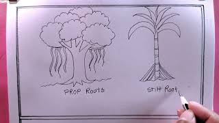 how to draw prop root stilt roots and wings [upl. by Aleel]