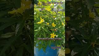 How to grow Damiana Turnera diffusa flowerbasket [upl. by Aeneus898]