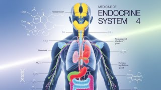 Medicine of endocrine system 4 MediMinds360 [upl. by Thay]