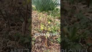 삼지구엽초가 피었습니다 Epimedium koreanum [upl. by Devaj396]