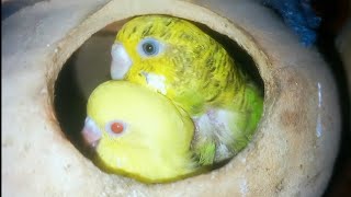 Parrots with chicks parrot chick feeding  viral [upl. by Amr]