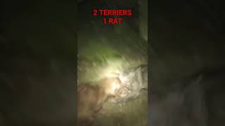 Ratting with terriers [upl. by Malinda]