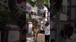 Power of Nandi🔥🔥Brand of shetkari♥️yt shorts videoshort love of animal Brand of India 🇮🇳🇮🇳 [upl. by Nikita190]