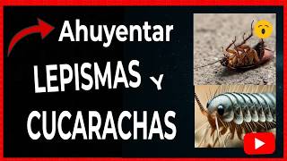 🔴 LEPISMA vs CUCARACHA ¿Cuál es el peor enemigo de tu hogar [upl. by Anetsirhc89]