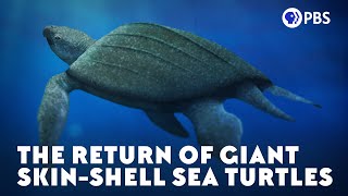 The Return of Giant SkinShell Sea Turtles [upl. by Creath486]