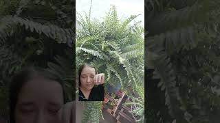 Boston fern care in 60secs [upl. by Olivann]