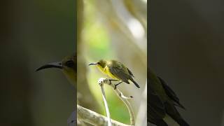 Olivebacked Sunbird wildlifephotography shotsvideo birdphotography birds wildlife [upl. by Georgeanna]