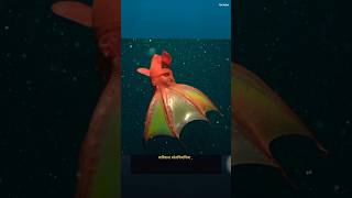 Amazing😱 Mariyana Snailfish । समुद्री राक्षस। depth Of the Sea। short animalvideos wateranimals [upl. by Attelahs]