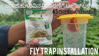 FLY TRAP INSTALLATION IN AGRICULTUREಕುಂಬಳದಲ್ಲಿ ಕೀಟ ಬಲೆorganicvillage culture videovillageculture [upl. by Adnalra]