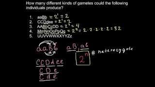 How many different kinds of gamets could be produced [upl. by Spanjian]