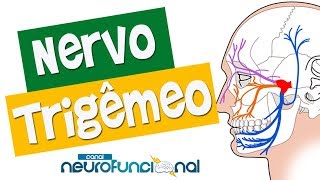 NERVO TRIGÊMEO  Anatomia Trajeto Funções e Avaliação Vídeo Aula [upl. by Allyce856]