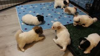 Coton de Tulear Puppies For Sale  Kaley 61224 [upl. by Etana]