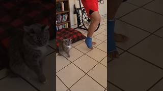 Cat imitating its owner [upl. by Sidwohl]