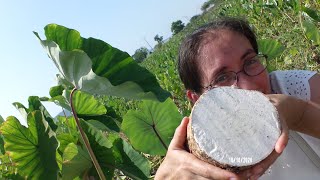 Malanga coco taro pituca macal papa china Colocasia esculenta [upl. by Addison193]