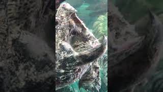 Macrochelys temminckii the Alligator snapping Turtle [upl. by Vikky]