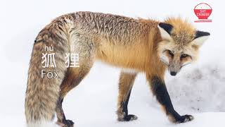 How to say Fox in Chinese  狐狸 hu li  say chinese real human voice [upl. by Htebsle]