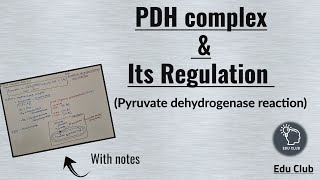 PDH  Pyruvate dehydrogenase complex  Regulation  Carbohydrate metabolism  Biochemistry [upl. by Niobe309]