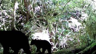 Meidase P60 Trail Camera  Mother and cubs walk past short log bridge [upl. by Merchant]