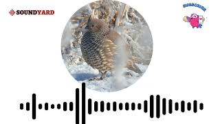 Scaled Quail Call Scaled Quail Sound and Song Audiogram Version [upl. by Olnek]