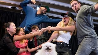 Whose Dog Is It  Lele Pons [upl. by Bram]