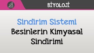 İnsan Fizyolojisi  Sindirim Sistemi  Besinlerin Kimyasal Sindirimi [upl. by Roselyn197]