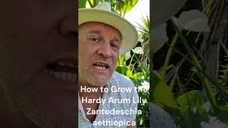 How to Grow the Hardy Arum Lily  Zantedeschia aethiopica [upl. by Fridlund443]