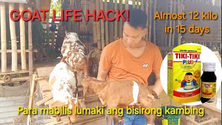 Goat farming Philippines  Tips para mabilis lumaki ang kambing 🐐👌😊 [upl. by London]