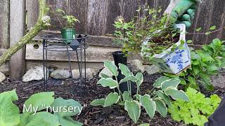 Penstemon quotPrairie Duskquot  Stem Cuttings  August 31 [upl. by Arimaj]