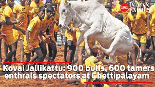 Kovai Jallikattu 900 bulls 600 tamers enthrals spectators at Chettipalayam [upl. by Acirretahs]