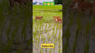 Dog 🐕 reaction 😂😂dog dogs dogshorts doglife doglovers dogvideos dogecoin dogtraining [upl. by Nivrae]