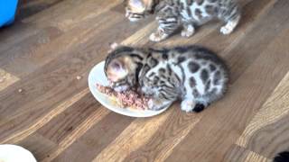 Bengal kittens making a mess [upl. by Seiuqram]